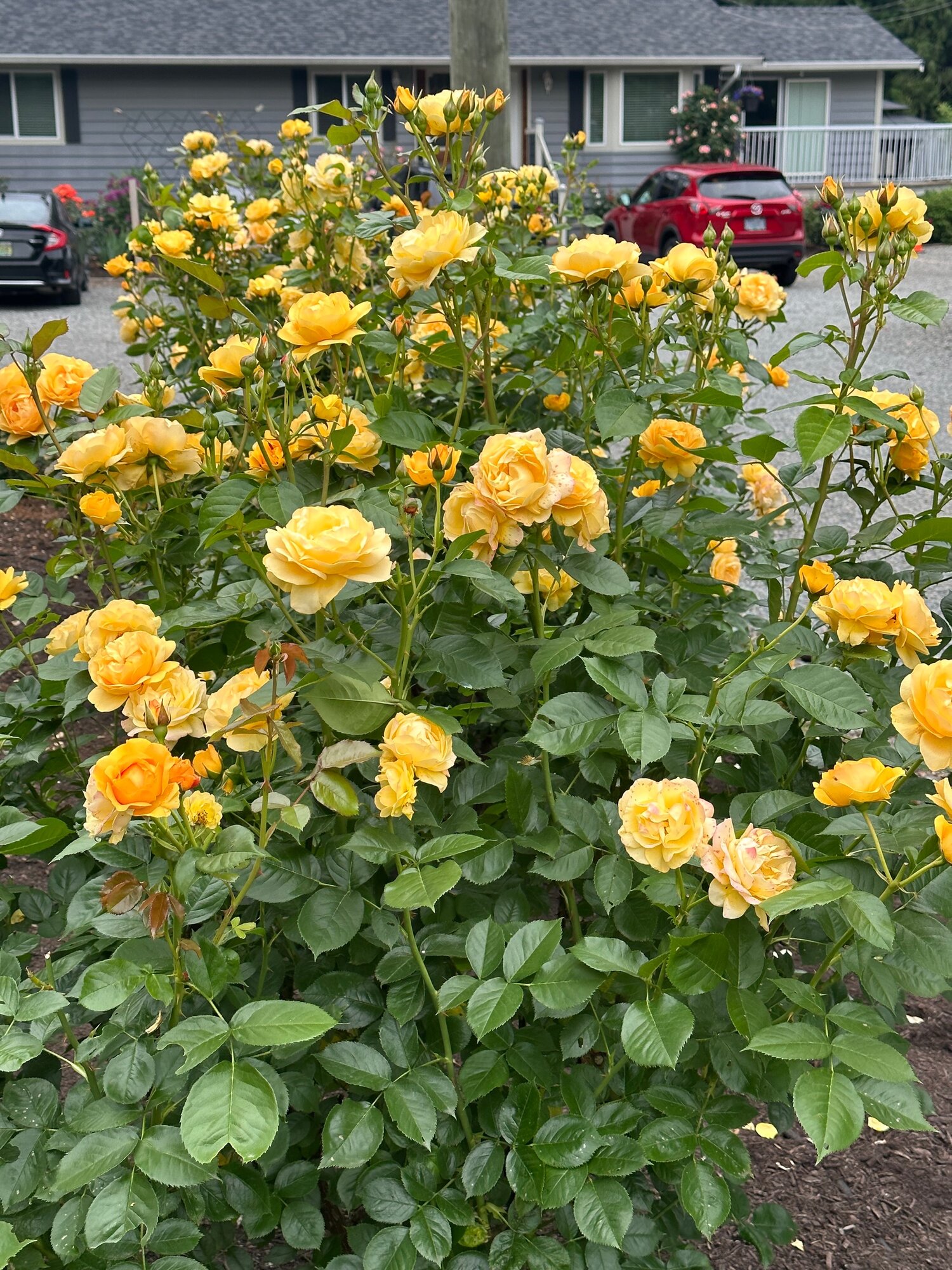 Julia Child Rose - Bushy floribunda with numerous golden-yellow blooms and distinctive licorice candy fragrance