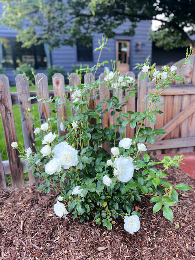 Iceberg Rose - Climbing white floribunda with clusters of pure white blooms growing along a wooden fence