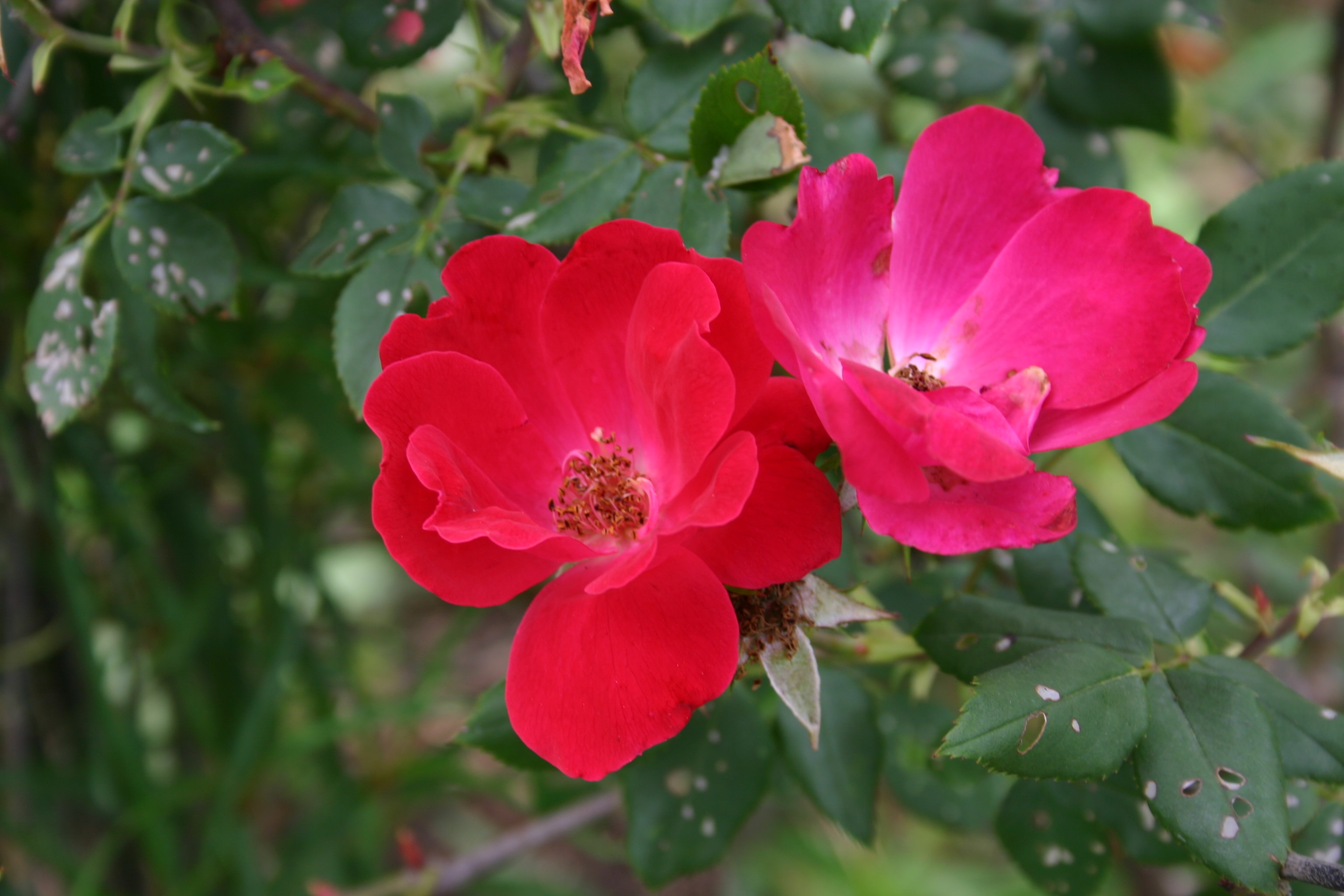 Knockout Rose - Bright cherry-red shrub roses with simple, open blooms and excellent disease resistance