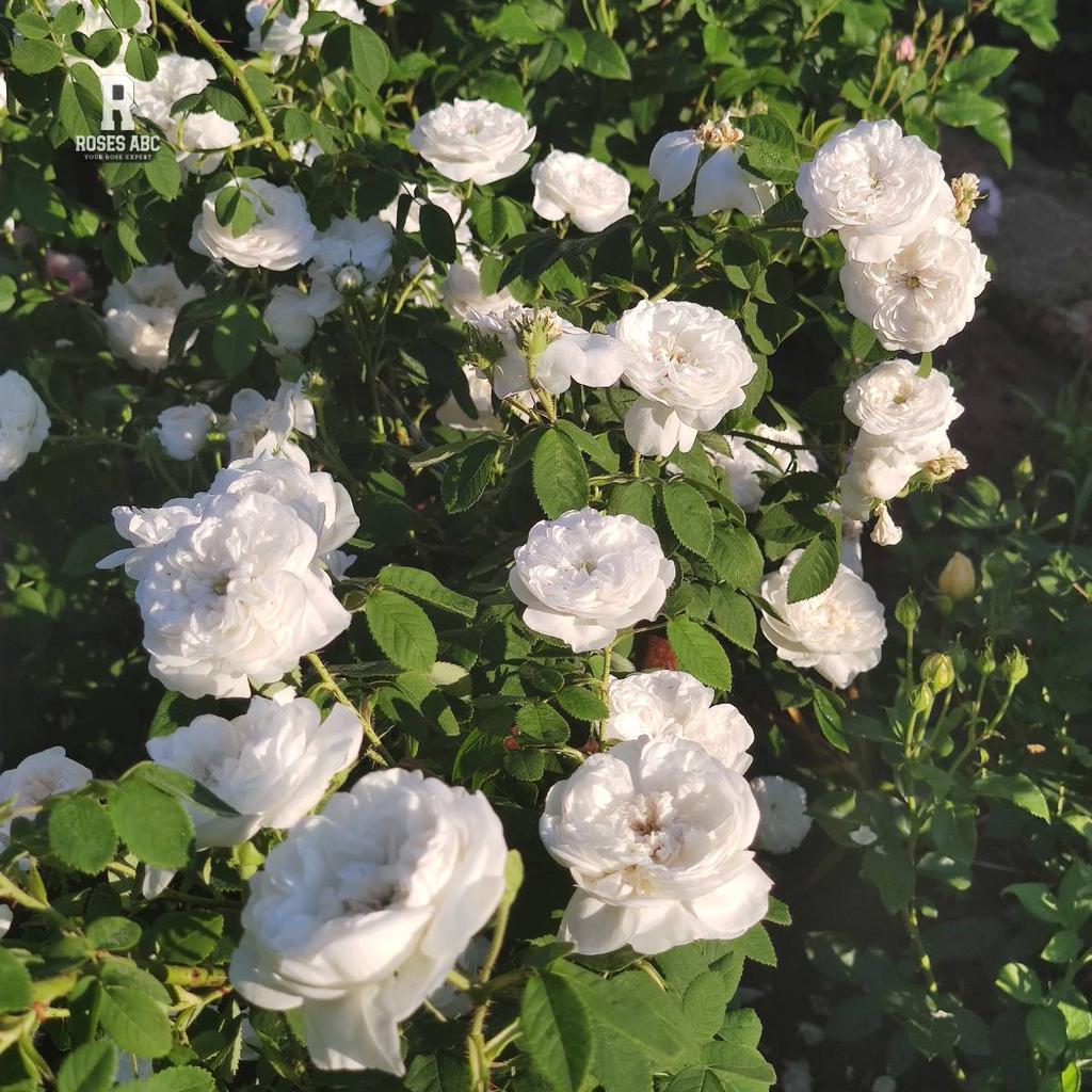 Madame Hardy Rose - Historic damask with perfectly formed white rosettes and distinctive green button eye against lush green foliage