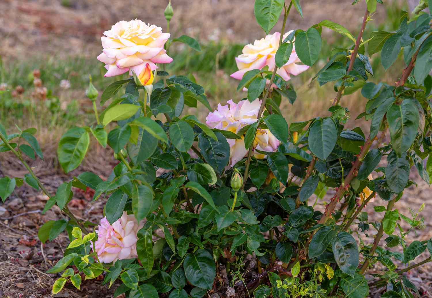 Peace Rose - Iconic hybrid tea rose with creamy yellow blooms edged in soft pink, surrounded by glossy green foliage