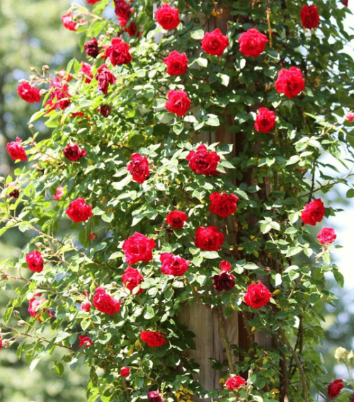 Don Juan Rose - Climbing rose with deep velvety red blooms growing on a trellis support structure